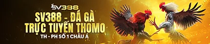 SV388 đá gà trực tiếp Thomo - TH - PH mới nhất 2025